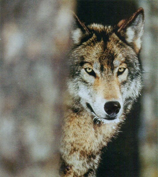 Boss Wolf's Den
